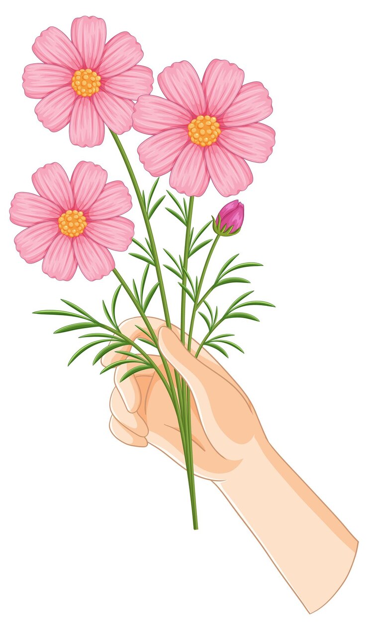 Vecteur gratuit illustration de fleurs de cosmos roses à la main