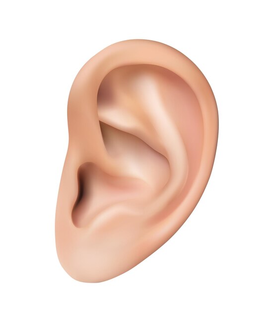 illustration d'icône vectorielle réaliste Oreille humaine isolée sur fond blanc