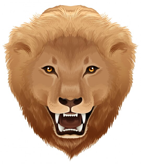 Illustration de lion - espèce Pathera leo