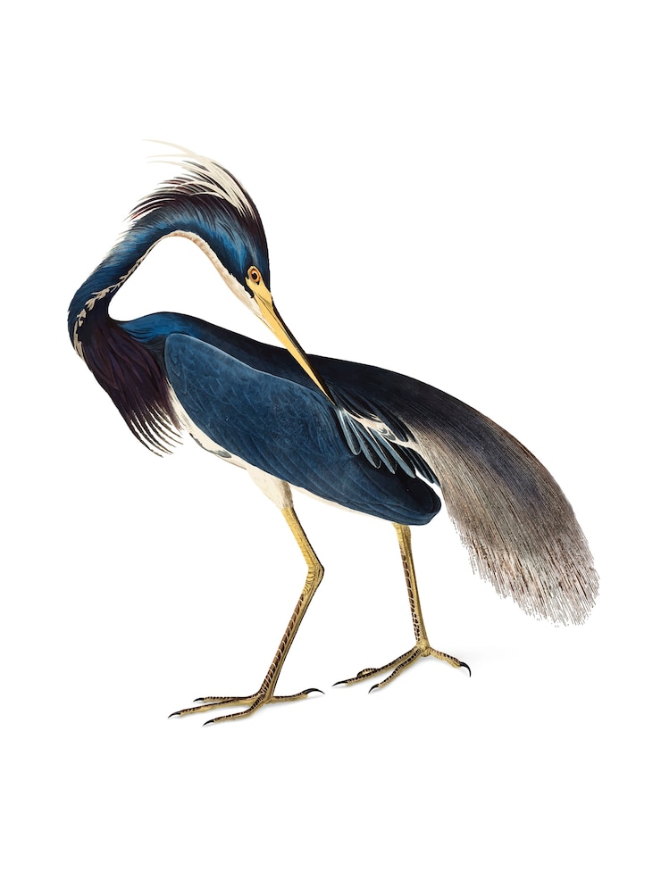 Vecteur gratuit illustration de louisiana heron