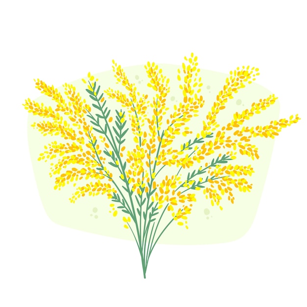 Illustration de mimosa dessinée à la main