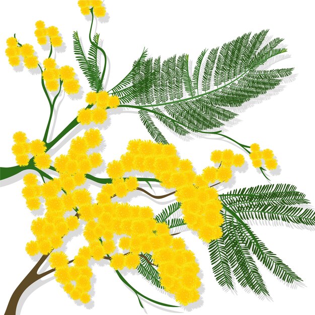 Illustration de mimosa réaliste