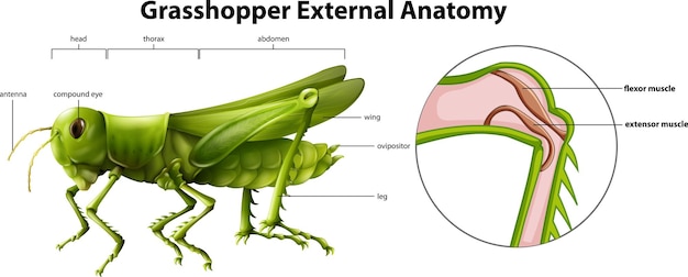 Vecteur gratuit illustration montrant l'anatomie externe d'une sauterelle