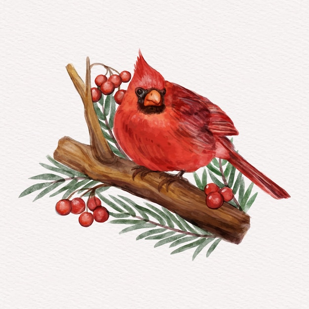 Vecteur gratuit illustration d'oiseau cardinal aquarelle