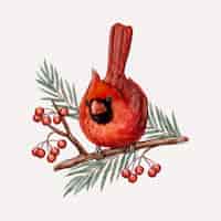 Vecteur gratuit illustration d'oiseau cardinal aquarelle
