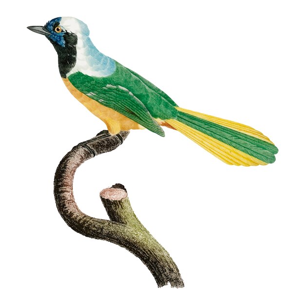 Illustration d'oiseau vintage