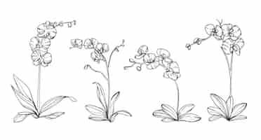 Vecteur gratuit illustration d'orchidée dessinée à la main