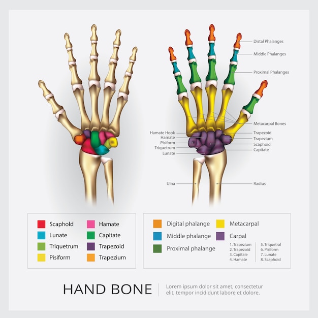 Vecteur gratuit illustration d'os de la main humaine