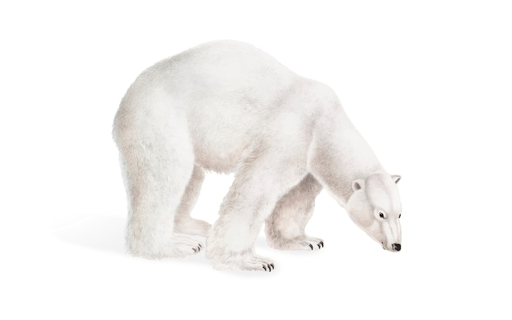 Vecteur gratuit illustration de l&#39;ours polaire