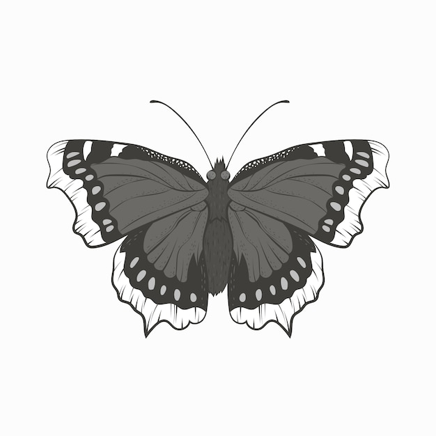 Illustration de papillon dessinée à la main