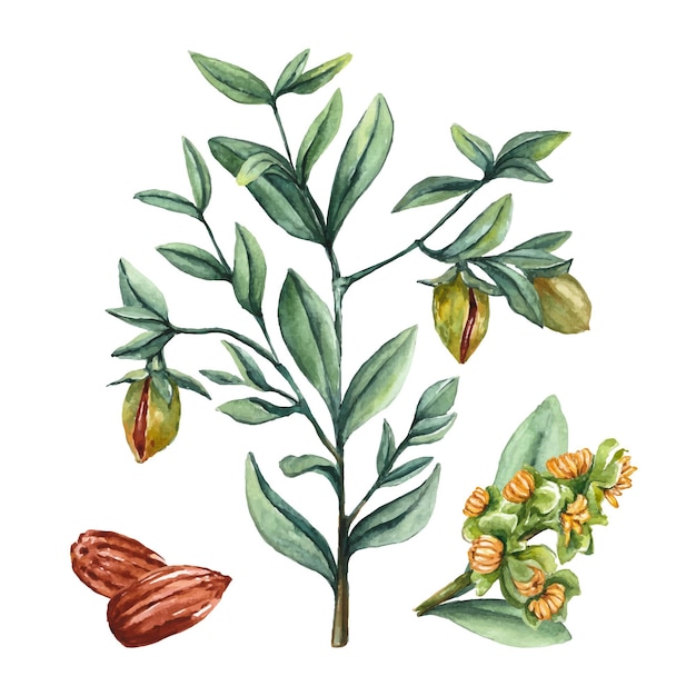 Vecteur gratuit illustration de plante aquarelle jojoba