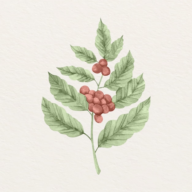Illustration de plante de café aquarelle