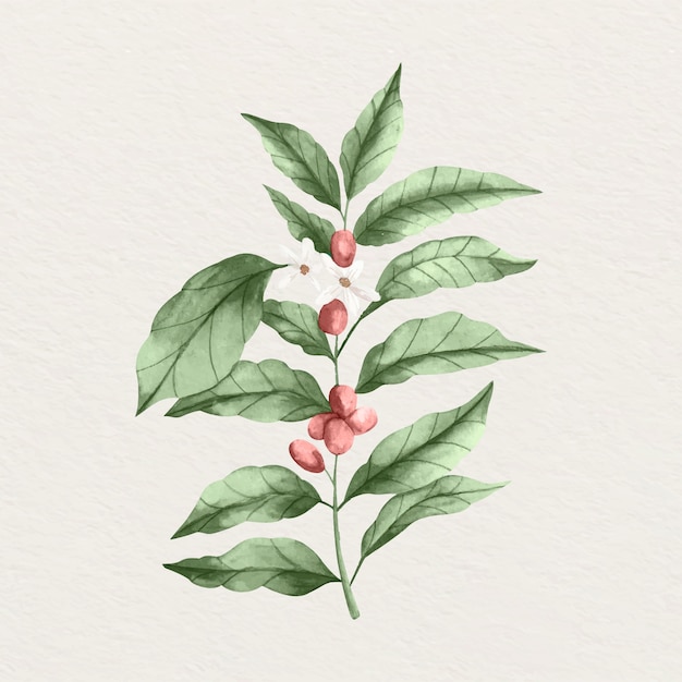 Vecteur gratuit illustration de plante de café aquarelle