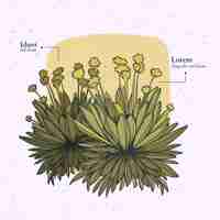 Vecteur gratuit illustration de plante frailejon design plat