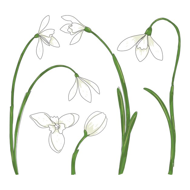 Illustration de plante perce-neige dessinée à la main