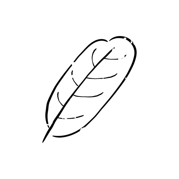 Illustration de la plante