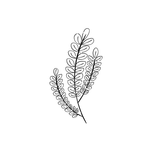 Illustration de la plante