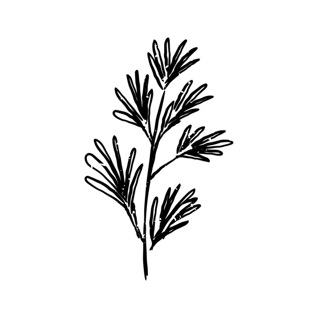 Illustration de la plante