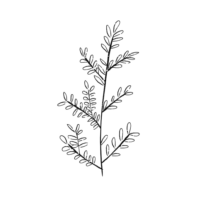 Illustration De La Plante