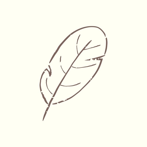 Illustration de la plante
