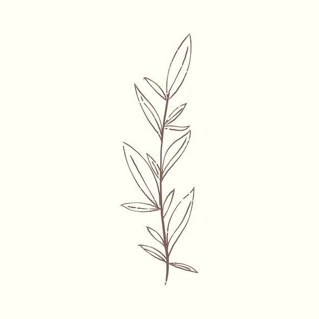 Illustration de la plante