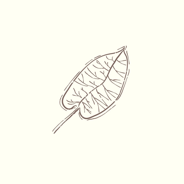 Illustration de la plante