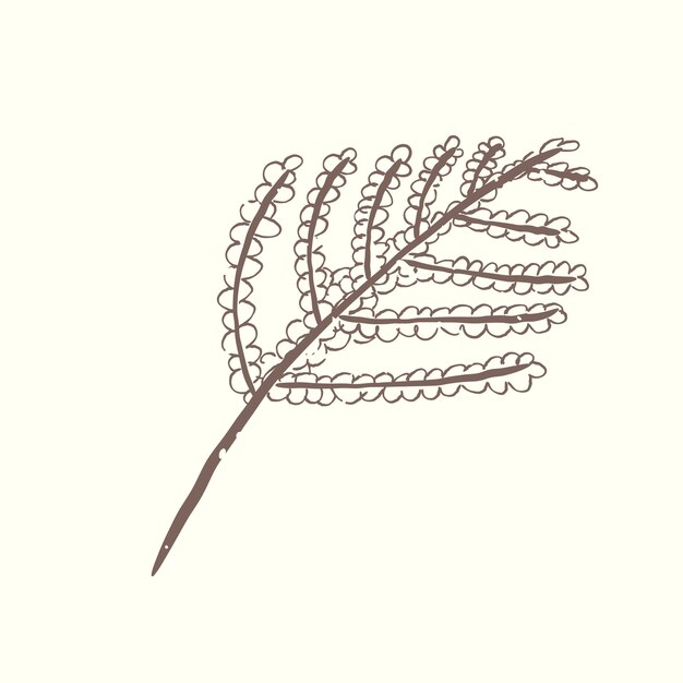 Illustration de la plante