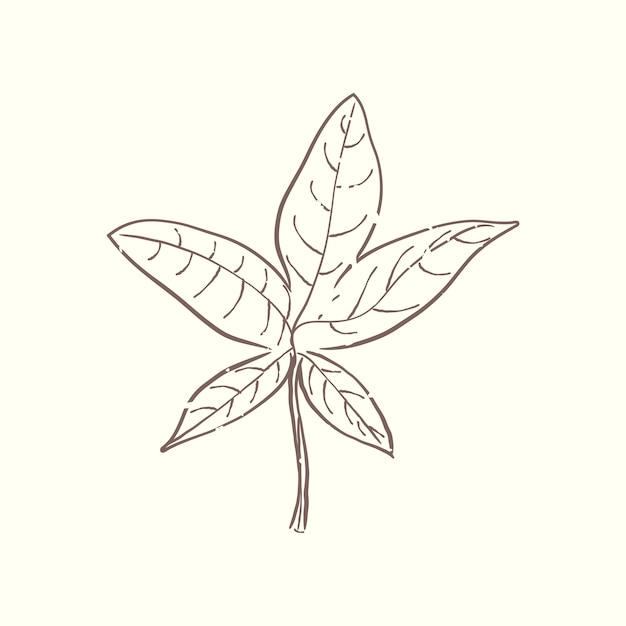 Illustration de la plante