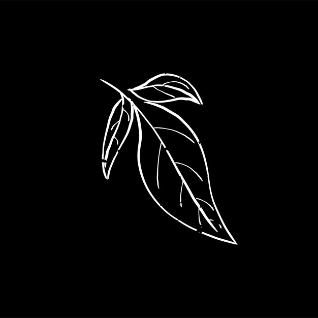 Illustration de la plante