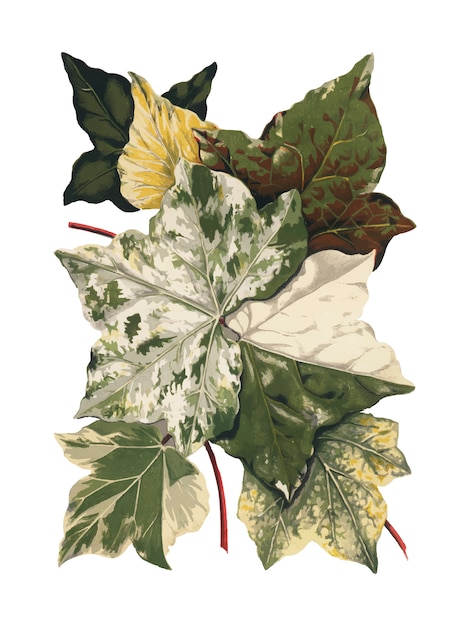 Illustration De Plantes Et De Feuilles Vintage