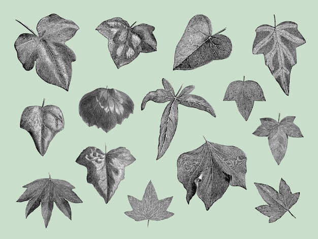 Illustration de plantes et de feuilles vintage