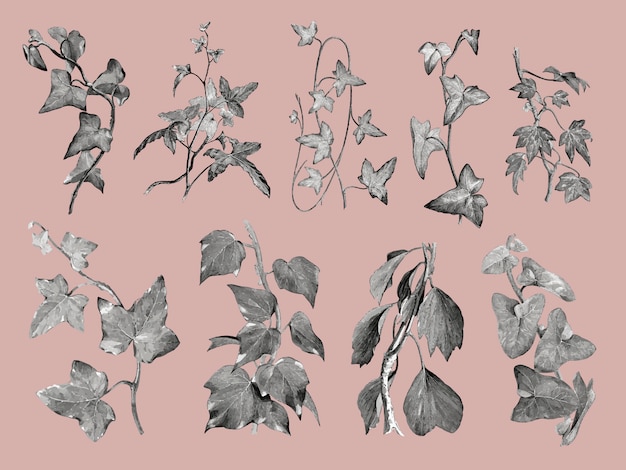 Vecteur gratuit illustration de plantes et de feuilles vintage