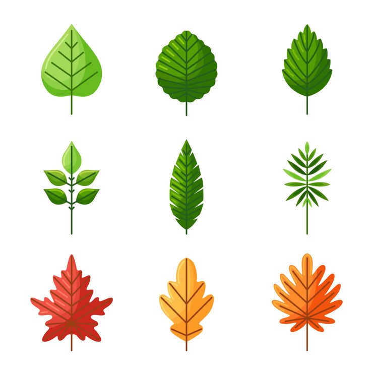 Vecteur gratuit illustration plate de feuilles
