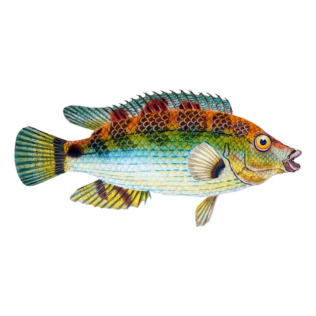 Illustration de poisson vintage