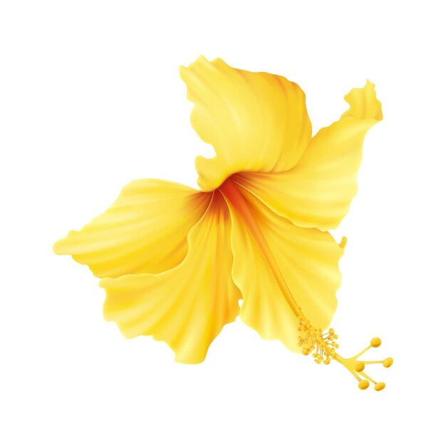 Illustration réaliste avec une belle fleur d'hibiscus jaune sur blanc