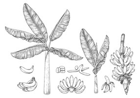 Vecteur gratuit illustration rétro dessinée à la main de fruits et de fleurs de bananier