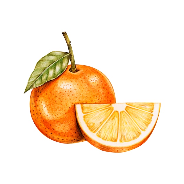 Vecteur gratuit illustration de style aquarelle de fruits tropicaux