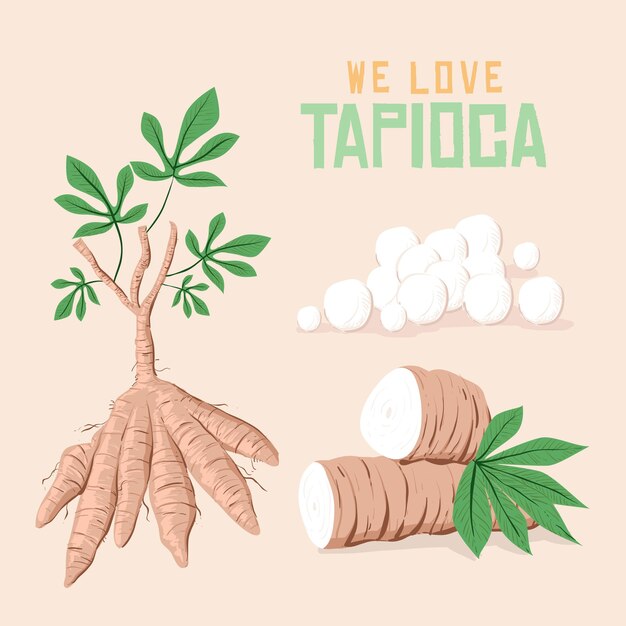 Illustration De Tapioca Dessiné à La Main