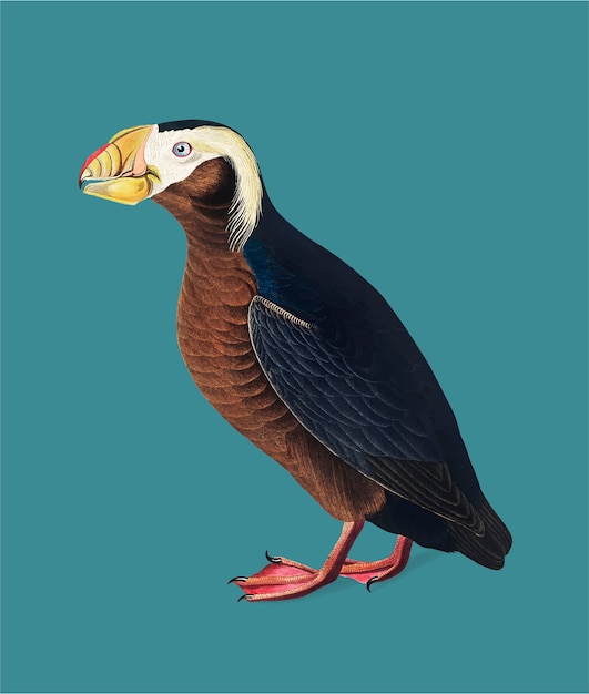 Illustration Tuftée Auk