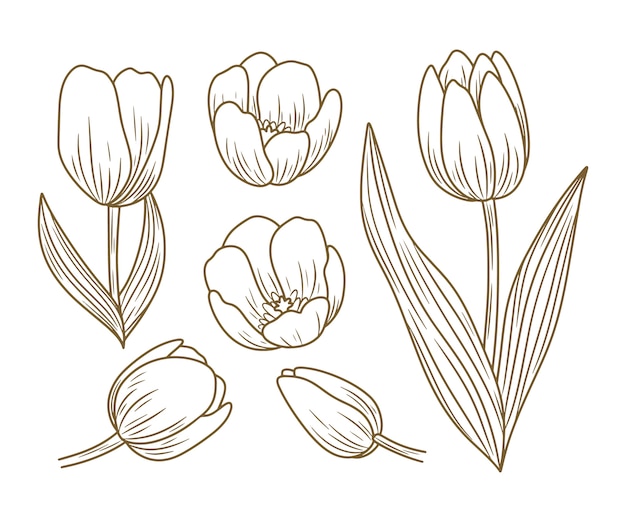 Illustration De Tulipe Dessinée à La Main
