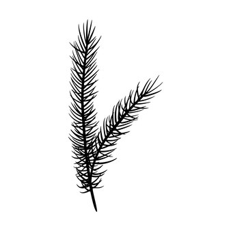 Illustration vectorielle de branche de sapin. pin floral dessiné à la main. élément linéaire de noël dans un style moderne. silhouette élégante de brindille d'épinette isolée sur fond blanc. conception d'art de ligne de branche de cèdre