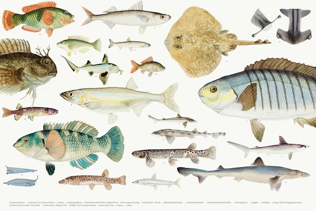 Illustration Vectorielle Colorée De La Collection De Dessin De Poisson