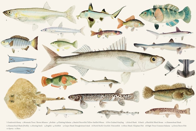 Vecteur gratuit illustration vectorielle colorée de la collection de dessin de poisson