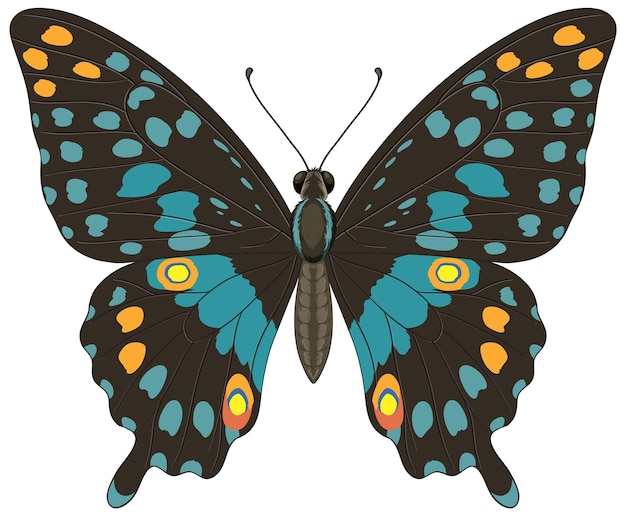 Illustration vectorielle colorée de papillons avec des motifs détaillés