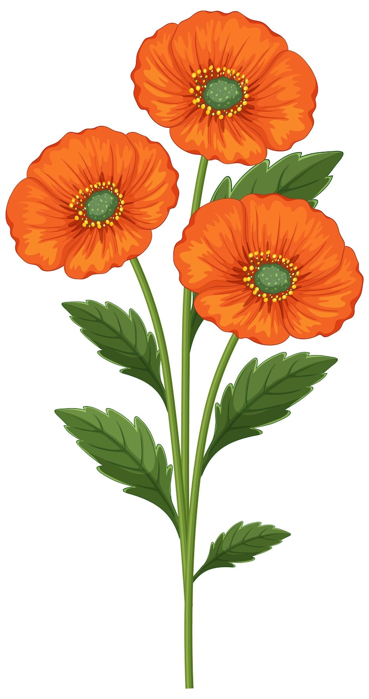 Vecteur gratuit illustration vectorielle des coquelicots d'orange vibrants