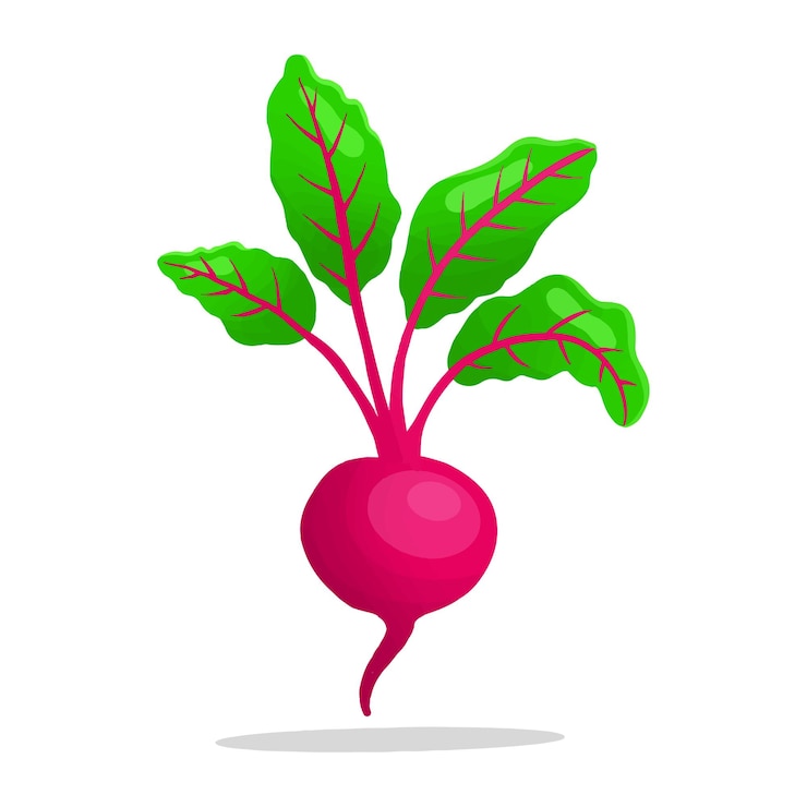 Vecteur gratuit illustration vectorielle dans style coloré betterave
