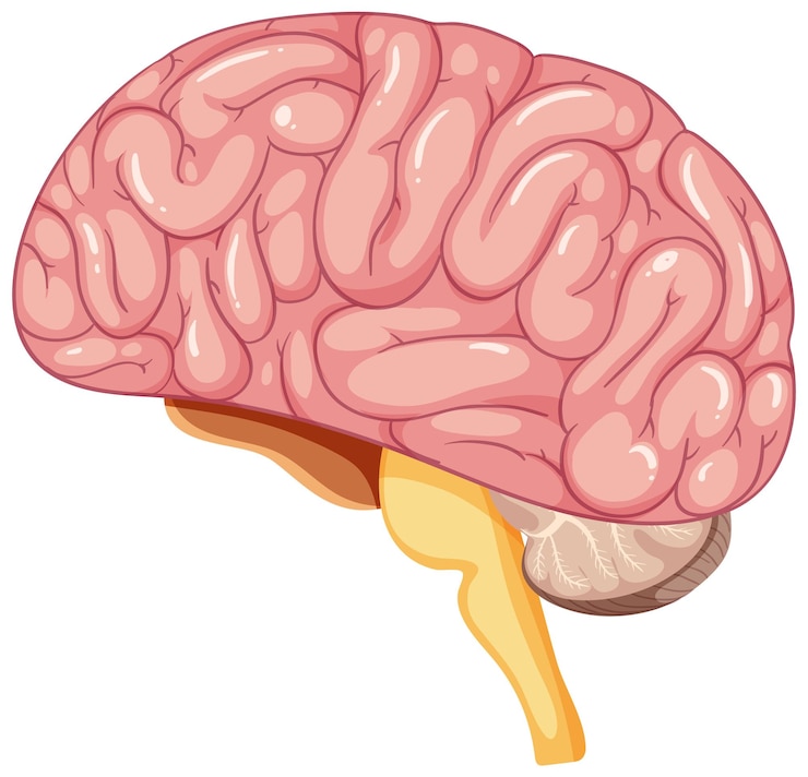 Vecteur gratuit illustration vectorielle du cerveau humain