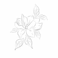 Vecteur gratuit illustration vectorielle avec des lignes de fleurs