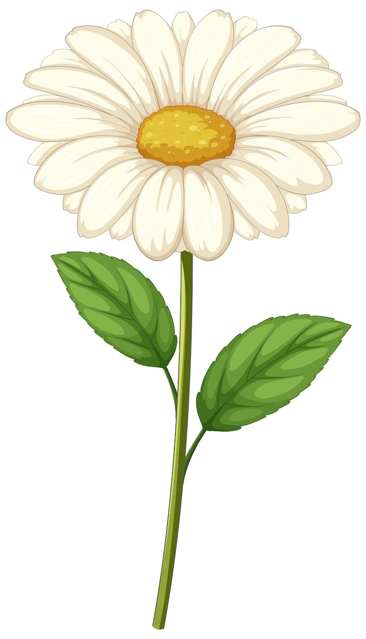 Vecteur gratuit illustration vectorielle de la marguerite en fleurs