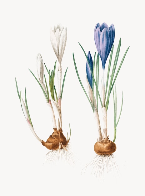 Vecteur gratuit illustration vintage de crocus de printemps